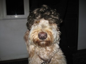 Pumpkin (on Halloween)